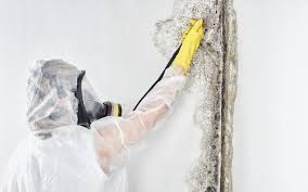 Best Asbestos and Lead Testing During Mold Inspection  in Barboursville, WV